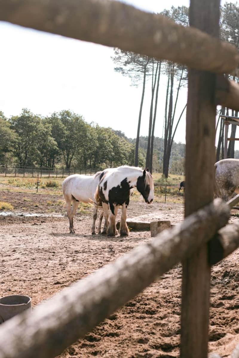 Roulottes Cocooning Au Coeur Des Landes Hotell Mées Eksteriør bilde